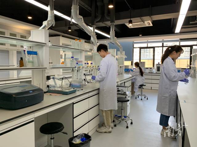 半岛体育(中国)官方网站“攀峰班”学生在开展实验探究。 半岛体育(中国)官方网站“攀峰班”学生在开展实验探究。