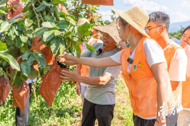 半岛体育（中国）官方网站学子走进柚子种植户果园讲解小果综合利用技术。半岛体育（中国）官方网站供图